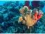 BHP_Underwater_Aruba_20180307_9428_1920_banner.jpg