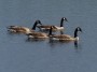 Canada Goose, Bombay Hook National Wildlife Refuge © 2024 Bob Hahn  at 600 mm Exposure: 1/800Sec f: 9 ISO: 400