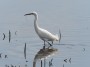 Snowy Egret, © 2024  Bob Hahn, Olympus OMD EM1 Mark III, M.Zuiko ED 300mm F4.0 +MC-20 Lens at 600 mm Exposure: 1/800Sec f: 10 ISO: 400