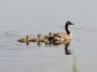 Canada Goose, © 2024  Bob Hahn, Olympus OMD EM1 Mark III,  at 300 mm Exposure: 1/500Sec f: 9 ISO: 400