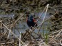 Red-winged Blackbird, Bombay Hook National Wildlife Refuge © 2024 Bob Hahn  at 600 mm Exposure: 1/400Sec f: 8 ISO: 400