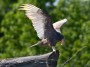 Turkey Vulture, Bombay Hook National Wildlife Refuge © 2024 Bob Hahn at 600 mm Exposure: 1/250Sec f: 8 ISO: 400