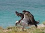 Osprey Aruba, © 2022  Bob Hahn, Olympus EM1 Mark III, M.Zuiko  40-150mm F2.8 Lens  at 150mm Exposure: 1/500 f:11 ISO: 400