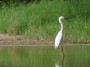 Great Egret Aruba, © 2022  Bob Hahn, Olympus EM1 Mark III, M.Zuiko ED 300mm F4.0 +MC-20 Lens  at 600mm Exposure: 1/800 f:8 ISO: 400