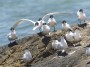 Royal Tern, © 2023  Bob Hahn, Olympus EM1 Mark III, M.Zuiko ED 300mm F4.0 +MC-20 Lens