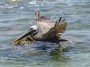 Brown Pelican, © 2023  Bob Hahn, Olympus EM1 Mark III, M.Zuiko ED 300mm F4.0 Lens