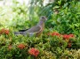 Black-eyed Pigeon Aruba, © 2022  Bob Hahn, Olympus EM1 Mark III, M.Zuiko 40-150mm F2.8 Lens  1/60 sec at ƒ / 7.1
