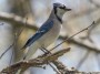 Blue Jay, © 2017 Bob Hahn, E-M1MarkII OLYMPUS 70mm-300mm Lens at 425 mm, ISO 800 Exposure: 1/320 sec@ƒ / 7.9