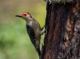 Red-bellied Woodpecker, © 2017 Bob Hahn, E-M1MarkII OLYMPUS 70mm-300mm Lens at 372 mm, ISO 800 Exposure: 1/500 sec@ƒ / 8.0