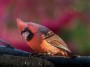 Cardinal,  © 2017 Bob Hahn, E-M1MarkII OLYMPUS 70mm-300mm Lens at 338 mm, ISO 800 Exposure: 1/100 sec @ ƒ / 7.6