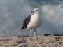 Harring Gull, Atlantic Beach, NY 2019 Bob Hahn, Olympus OM-D/E-M1 Mark ll M.300mm F4.0 + Mc-14