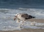 Harring Gull, Atlantic Beach, NY 2019 Bob Hahn, Olympus OM-D/E-M1 Mark ll M.300mm F4.0 + Mc-14