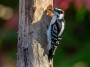 Hairy Woodpecker E-M1MarkII Olympus 300mm Lens, Exposure: 1/160 f:4 ISO: 400 