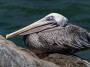 Brown Pelican, © 2023  Bob Hahn, Olympus EM1 Mark III, M.Zuiko ED 300mm F4.0 +MC-20 Lens