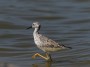 Greater Yellowlegs © 2024  Bob Hahn, Olympus EM1 Mark III, M.Zuiko ED 300mm F4.0 +MC-20 Lens, at 600mm Exposure: 1/800 f:10 ISO: 400 at 600 mm Exposure: 1/800Sec f: 10 ISO: 400