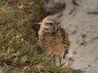 Burrowing Owl © 2024  Bob Hahn, Olympus EM1 Mark III, M.Zuiko 40-150mm F2.8 + MC-14 Lens at 170 mm Exposure: 1/200Sec f: 9 ISO: 200
