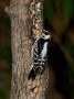Hairy Woodpecker, © 2024  Bob Hahn, OM-1 Mark ll, M.Zuiko 40-150mm F2.8 + MC-20 Lens at 300 mm Exposure: 1/125Sec f: 8 ISO: 800