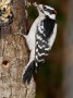 Downy Woodpecker, © 2024  Bob Hahn, OM-1 Mark ll,  at 600 mm Exposure: 1/250Sec f: 16 ISO: 1600