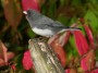 Dark-eyed Junco,  © 2024  Bob Hahn, OM-1 Mark ll,  at 600 mm Exposure: 1/250Sec f: 16 ISO: 1600