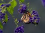 Butterfly, © 2023  Bob Hahn, Olympus EM1 Mark III, M.Zuiko 40-150mm F2.8 Lens