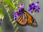 Butterfly, © 2023  Bob Hahn, Olympus EM1 Mark III, M.Zuiko 40-150mm F2.8 Lens