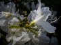 White Azaleas; © 2022 Bob Hahn  Olympus OM-D/E-M1 Mark lll  Olympus M.60mm F2.8 Macro Lens, 1/100 sec at ƒ / 10 ISO: 200