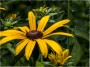 Black Eyed Susan, © 2022 Bob Hahn, Olympus OMD EM1 Mark III, M.Zuiko Lens at 60mm Exposure: 1/200 f:14 ISO: 400