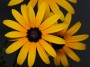 Black Eyed Susan, © 2022 Bob Hahn, Olympus OMD EM1 Mark III, M.Zuiko ED 60mm f2.8 Macro Lens with Ring Light at 60mm Exposure: 1/60 f:14 ISO: 400
