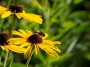 Black Eyed Susan & Insects, © 2022 Bob Hahn, Olympus OMD EM1 Mark III, M.Zuiko 40-150mm F2.8 Lens at 150mm Exposure: 1/200 f:13 ISO: 400