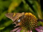 Purple Coneflower & Butterfly, © 2022 Bob Hahn, Olympus OMD EM1 Mark III, M.Zuiko 40-150mm F2.8 + MC-14 Lens at 210mm Exposure: 1/160 f:10 ISO: 200