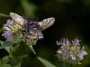 Virginia common mountain-mint & Bee, © 2022 Bob Hahn, Olympus OMD EM1 Mark III, M.Zuiko 40-150mm F2.8 + MC-14 Lens at 210mm Exposure: 1/160 f:11 ISO: 200
