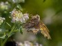Virginia common mountain-mint & Butterfly, © 2022 Bob Hahn, Olympus OMD EM1 Mark III, M.Zuiko 40-150mm F2.8 + MC-14 Lens at 210mm Exposure: 1/160 f:11 ISO: 200