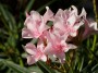Oleander, Aruba, © 2023 Bob Hahn, Olympus OMD EM1 Mark III, M.Zuiko 40-150mm F2.8 Lens at 150mm Exposure: 1/320 f:11 ISO: 200