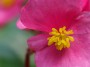 Wax Begonia, © 2022 Bob Hahn, Olympus OMD EM1 Mark III, M.Zuiko ED 60mm f2.8 Macro Lens at 60mm Exposure: 1/80 f:7.1 ISO: 400