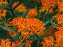 Butterfly Milkweed © 2024 Bob Hahn, Olympus OMD EM1 Mark III, M.Zuiko 40-150mm F2.8 + MC-14 Lens at 120mm Exposure: 1/60 f:13 ISO: 400