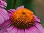 Purple Coneflower, © 2024 Bob Hahn, Olympus OMD EM1 Mark III, M.Zuiko 40-150mm F2.8 + MC-14 Lens at 210mm Exposure: 1/100 f:8 ISO: 200