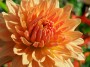 Dahlias, © 2024 Bob Hahn, Moser Dahlia Farm, OM-1 Mark ll M.Zuiko ED 60mm f2.8 Macro Lens at 60 mm Exposure: 1/125Sec f: 13 ISO: 400